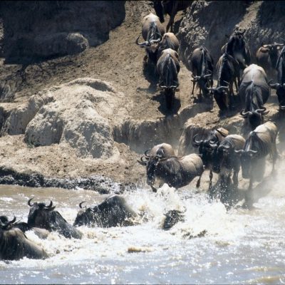 1689009537812_Wildebeest Crossing Masai Mara-min