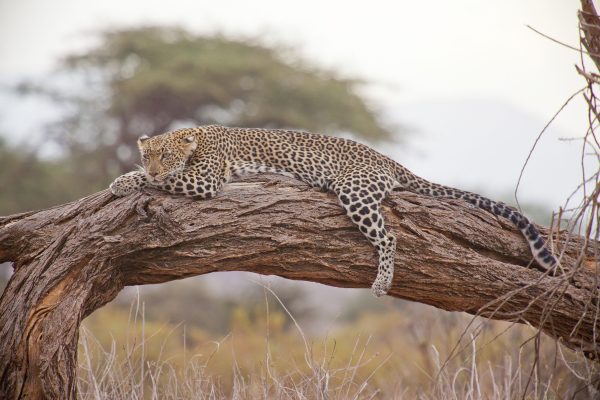 Canva - Leopard Resting on a Tree Trunk