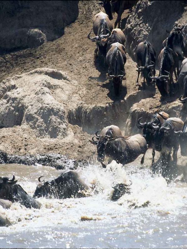 Wildebeest-Crossing-Masai-Mara-Kenya-Safari