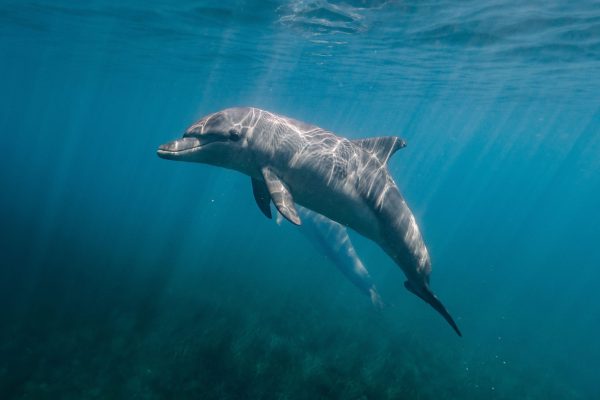 closeup-shot-of-a-dolphin-under-the-sea-2022-12-31-05-04-22-utc-scaled